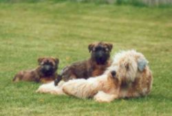 5 Wochen alte Welpen