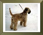Wizard Wheaten's Coco Chanel