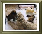 Wizard Wheaten's Coco Chanel mit den Kindern Don + Donna (5 Wo. alt)