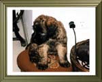 Wizard Wheaten's Don (8 Wochen alt)