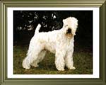 Ch. Wheaten Rebel's Sir Charly   D-Ch (KFT) / D-Ch (VDH) / INT-Ch (FCI)