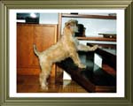 Wheaten Rebel's Love Affair  (12 Wochen alt)