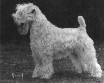  Ch. WHEATEN REBEL'S Mike Hammer 