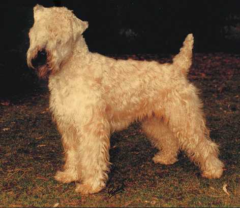 Ch. NEVER LASTING'S Admiral Adam   D-Ch (KFT)