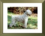 Ch. Wheaten Rebel's Olivia   D-Ch (KFT) / D-Ch (VDH) / INT-Ch (FCI)