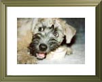 Wizard Wheaten's Anna Nanini   -  8 Wochen alt