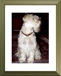 Ch Wheaten Rebel's Yill     D-Ch (KFT) / D-Ch (VDH) / INT-Ch (FCI) / Europa-Jgd-Ch (FCI)
