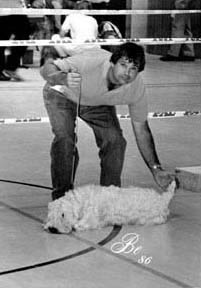 Horst Herbertz 'showing'  Ch. Wheaten Rebel's OLIVIA
